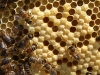 Ulis Honey Bees