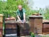 Ulis Honey Bees Ulis Honey Bees