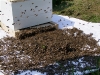 Ulis Honey Bees Ulis Honey Bees