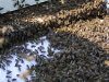 Ulis Honey Bees Ulis Honey Bees