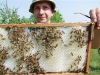 Ulis Honey Bees Ulis Honey Bees
