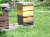 Ulis Honey Bees