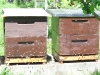 Ulis Honey Bees