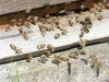 Ulis Honey Bees Ulis Honey Bees